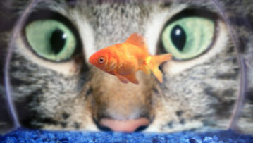 fish-cat-hungry-big-small-food-hunt-768x432